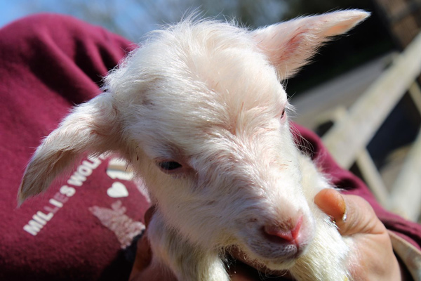 1st Choice Animals, farming lamb