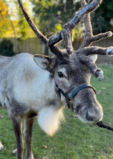 1st Choice Animals, mobile petting zoo, reindeer