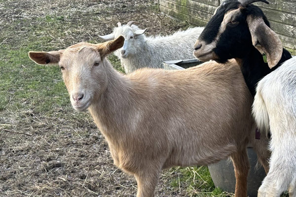 1st Choice Animals, Aby goat