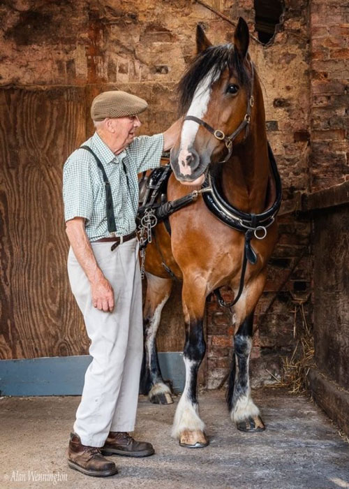 1st Choice Animals horse portrait by Alan Wennington