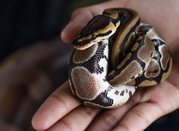 ball python close up in hand