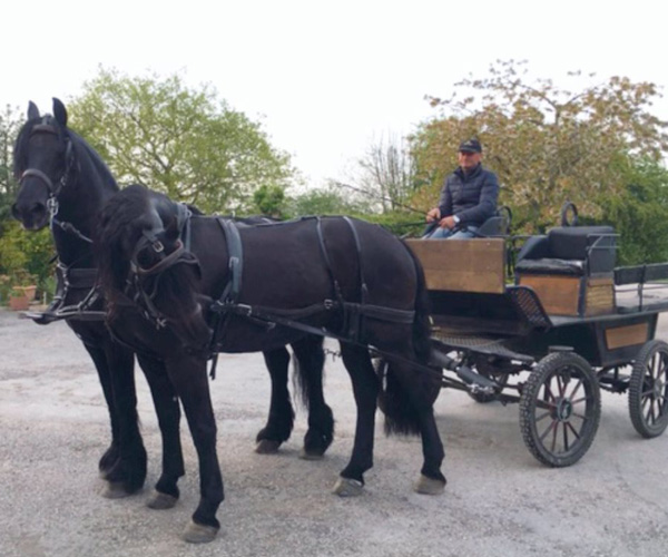 1st Choice Animals, horse and carriage hire