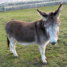 1st Choice Animals, George the donkey