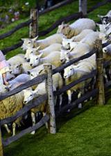 London Olympics 2012 sheep from 1st Choice Animals