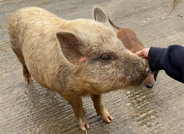 1st Choice Animals, VIP farm visit, stroking pig
