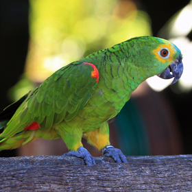 1st Choice Animals, Amazon Parrot